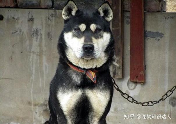 洛克王国泪花犬，洛克王国泪花犬稀有吗？（3dm游戏网）